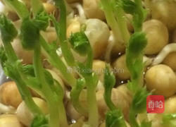 水培豌豆苗的做法图解7