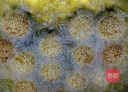 红暑糯米麻团的做法图解7