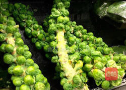 素炒球芽甘蓝的做法图解1