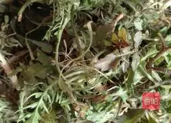 Illustration of how to make shepherd’s purse buns 1