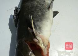 汽锅鮰鱼的做法图解4