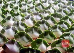 白菜（百財(cái)）餃子的做法圖解19