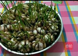 水培蒜苗的做法图解2