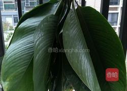 包粽子的做法图解2