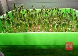 豌豆苗(自己培育的)的做法图解5