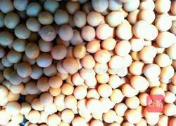 自制盐卤豆腐的做法图解1