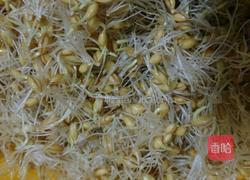 自制麦芽糖的做法图解3