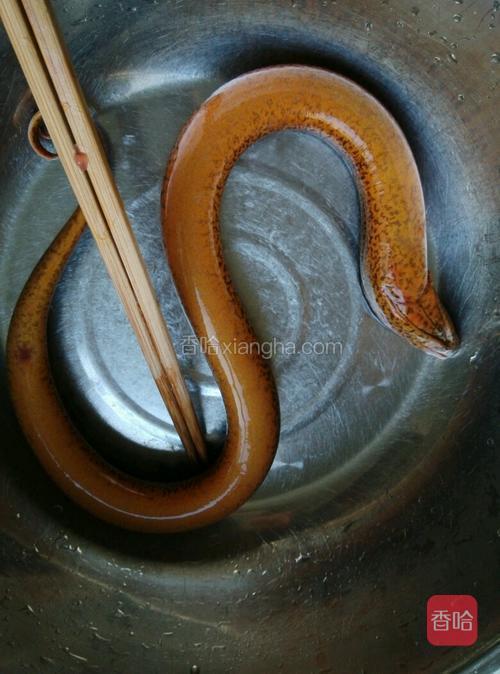 黄鳝一条，杀掉清肠洗干净