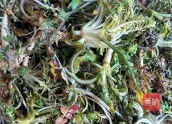 荠菜包子的做法图解2