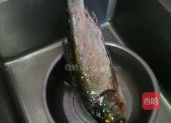 家炖白鲢鱼的做法图解1