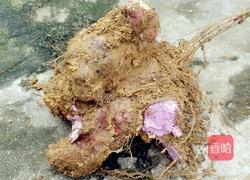 大薯糖水的做法图解1