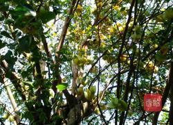 酸杨桃焖大眼鸡的做法图解1