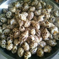 白灼花螺的做法[图]