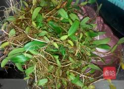 石橄榄鸡汤的做法图解1