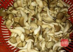 秀珍菇炒肉的做法图解2