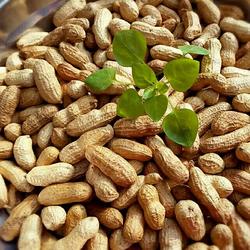 炒花生的做法[图]