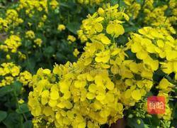 油淋菜苔的做法图解1