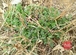 菊花芽鸡蛋饼的做法图解1