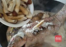 红酒蘑菇炖鲤鱼的做法图解10