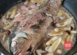 红酒蘑菇炖鲤鱼的做法图解11