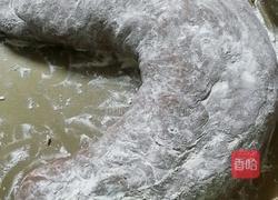 可可麻薯软欧的做法图解15