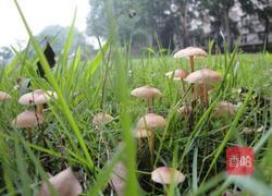 小皮伞煎饼的做法图解1