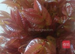 香椿煎蛋的做法图解1