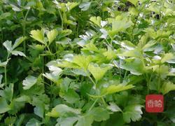 芹菜香炒肉丝的做法图解1