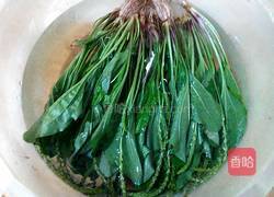 枸杞红枣车前草汤的做法图解2