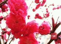 糖渍桃花的做法图解1