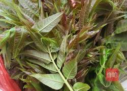 腌香椿的做法图解1