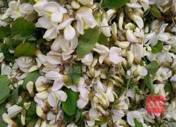 蒸槐花的做法图解1