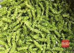 柳树芽拌葱丝的做法图解1