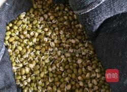 自制绿豆芽的做法图解2