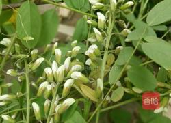 蒸洋槐花的做法图解1