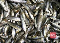 小鱼酱的做法图解1