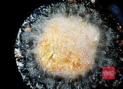 香酥炸鸡排的做法图解7