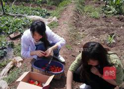 草莓酒的做法图解1