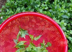 菊叶蛋汤的做法图解1