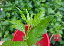 菊叶蛋汤的做法图解2