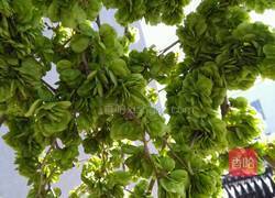 美味的榆树花杂粮窝窝的做法图解1