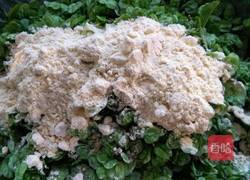 美味的榆树花杂粮窝窝的做法图解3