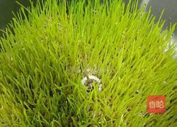 麦芽的做法图解1