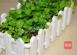 清蒸墨鱼的做法图解4