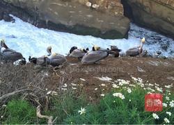 芥菜肉丸汤的做法图解9