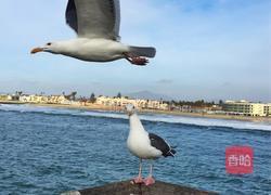 芥菜肉丸汤的做法图解10