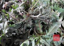 野菜大馅饺子的做法图解1