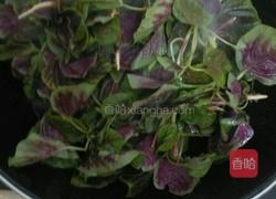 蒜香苋菜的做法图解3