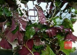 辣椒酿的做法图解1