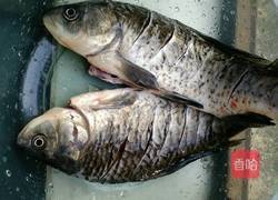 啤酒鱼的做法图解1